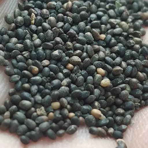 تخم مرزه (38 گرمی) — تصویر ۲