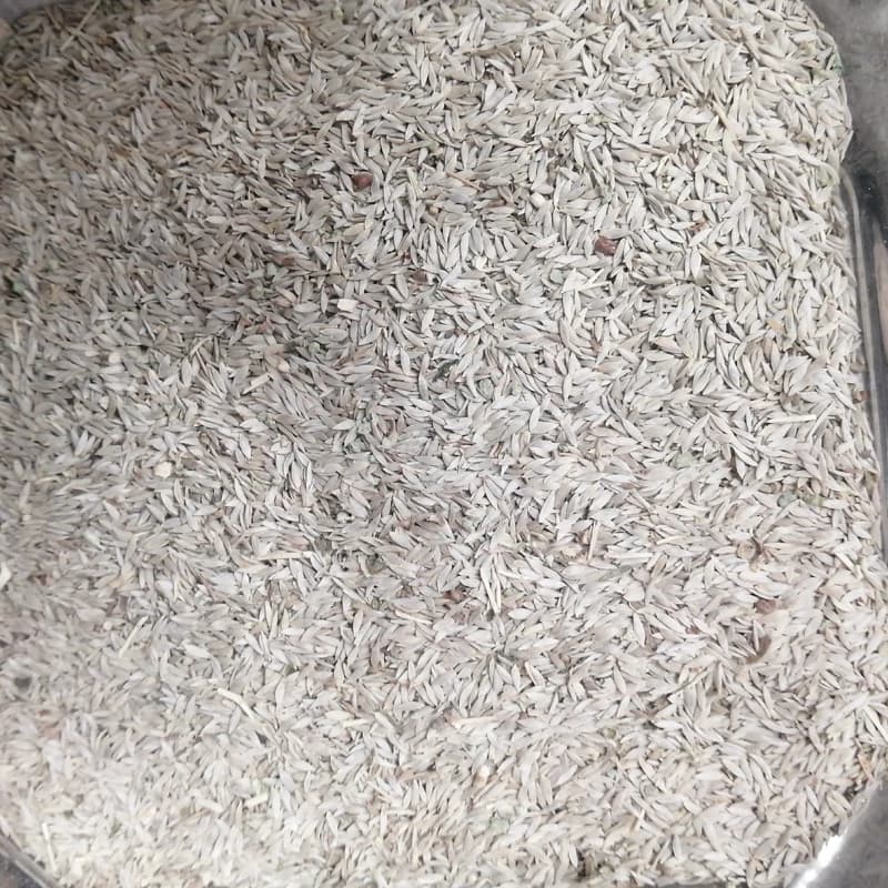 تخم کاهو یک کیلو