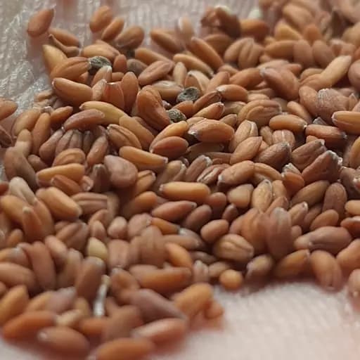 تخم شاهی (38 گرمی) — تصویر ۲