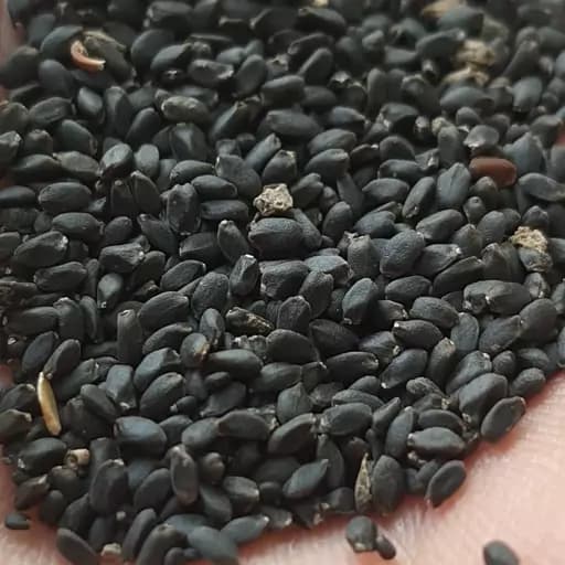 تخم ریحان سبز 75 گرم — تصویر ۲