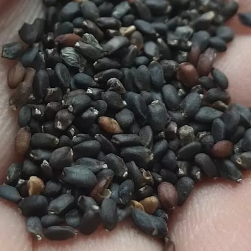 تخم ریحان بنفش (38 گرمی) — تصویر ۲