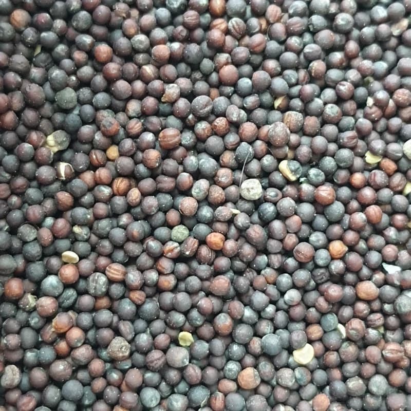 تخم ترب 75 گرمی