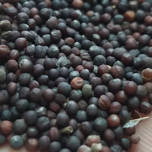 تخم ترب 38 گرمی — تصویر ۲