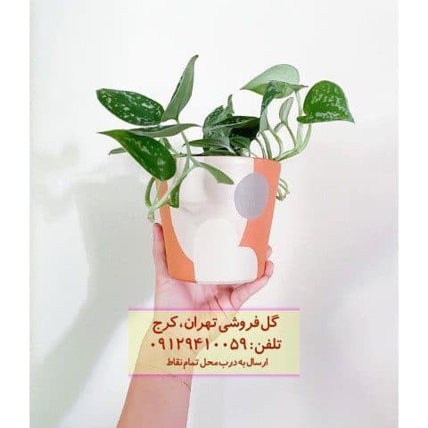 فروش پوتوس ابلق برای تزئین لابی هتل‌ها