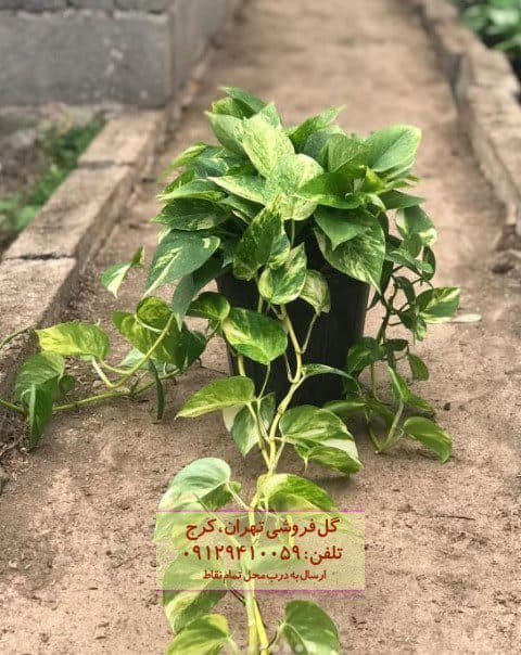 پوتوس طلایی به عنوان هدیه‌ای خاص و زیبا