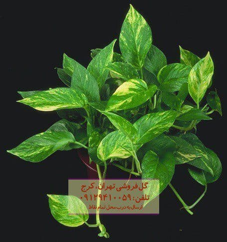 پوتوس طلایی برای طراحی و زیباسازی فضای حیاط