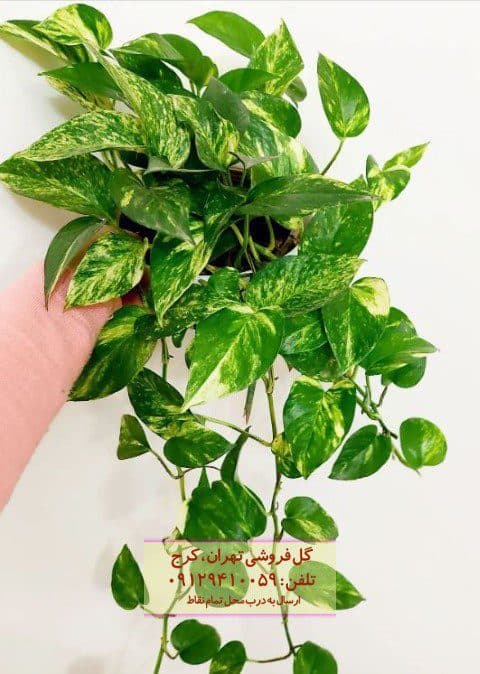 پوتوس طلایی برای طراحی محیط‌های درمانی