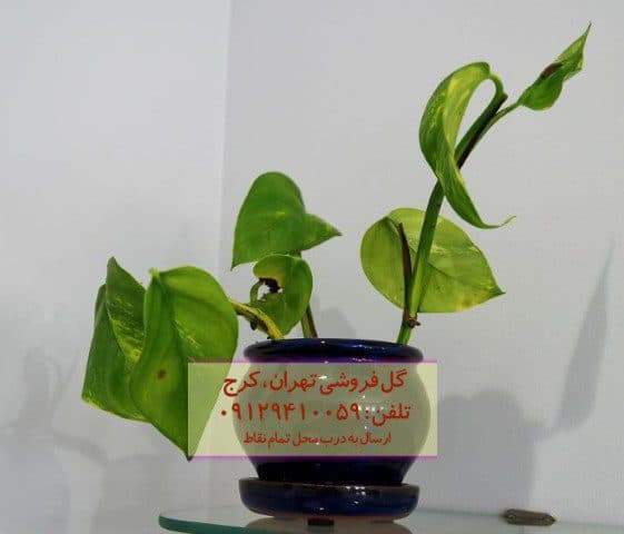 فروش پوتوس طلایی برای تزئین دیوارهای عمودی
