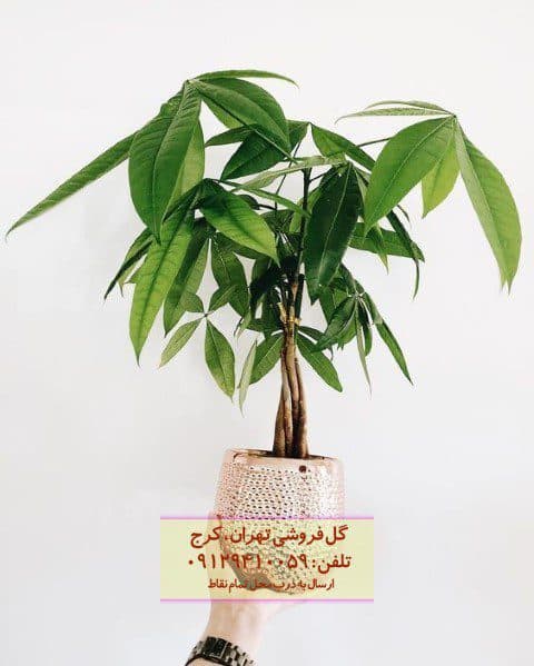 درخت پول برای طراحی فضاهای کوچک و جمع‌وجور
