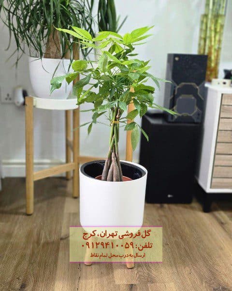 درخت پول مناسب برای تزئین محل کار