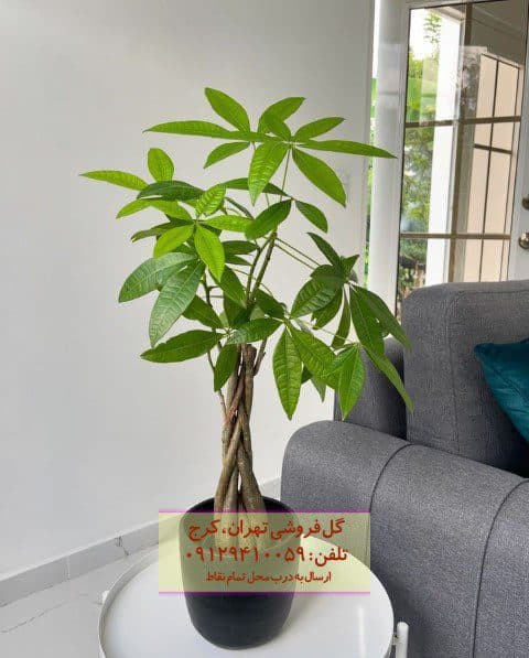 فروش پاچیرا برای تزئین فضاهای ویلایی