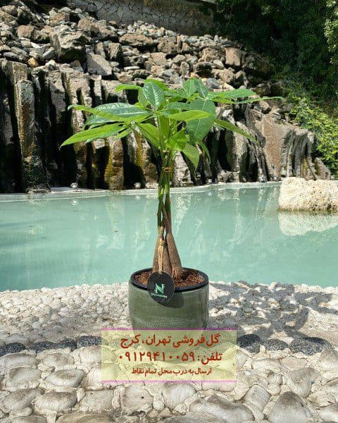 درخت پول مناسب برای تزئین محیط‌های آرامش‌بخش