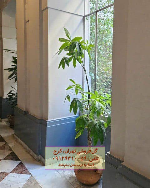 پاچیرا برای طراحی تراس و بالکن