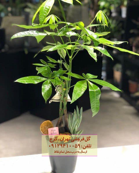پاچیرا مناسب برای طراحی فضای اداری