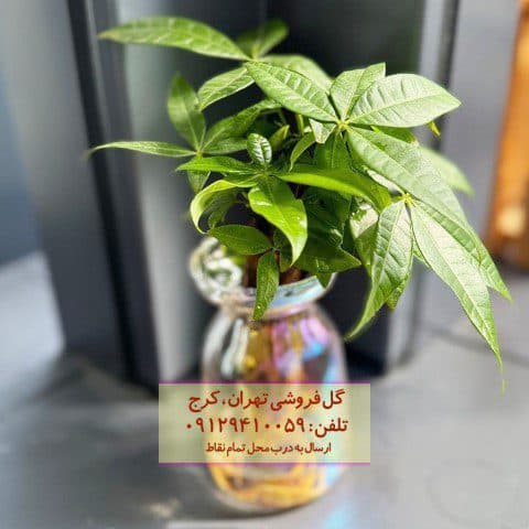 فروش درخت پول برای طراحی فضاهای ویلایی