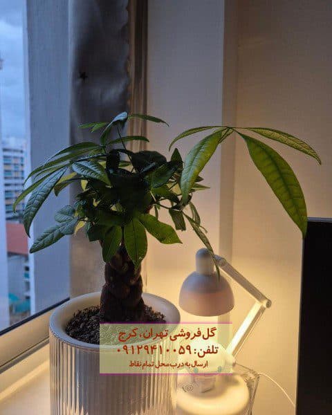 درخت پول مناسب برای طراحی محیط‌های عمومی