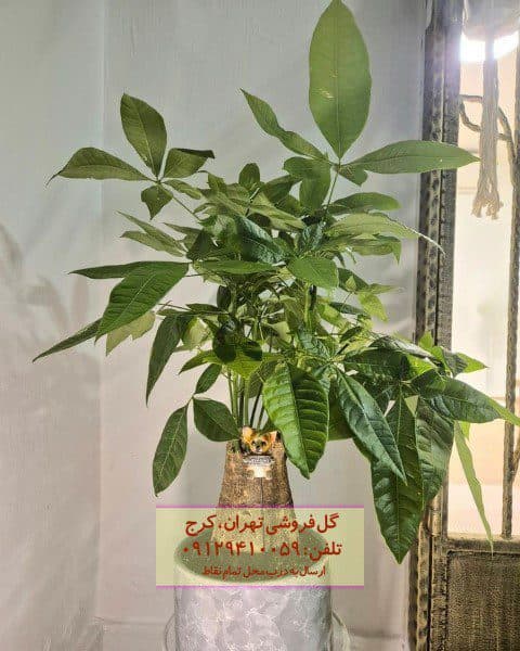 فروش پاچیرا برای طراحی فضاهای ویلایی و باغی