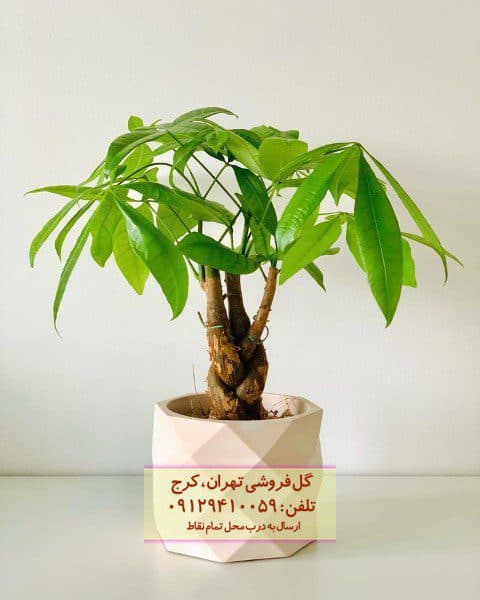 پاچیرا مناسب برای تزئین فضای کاری