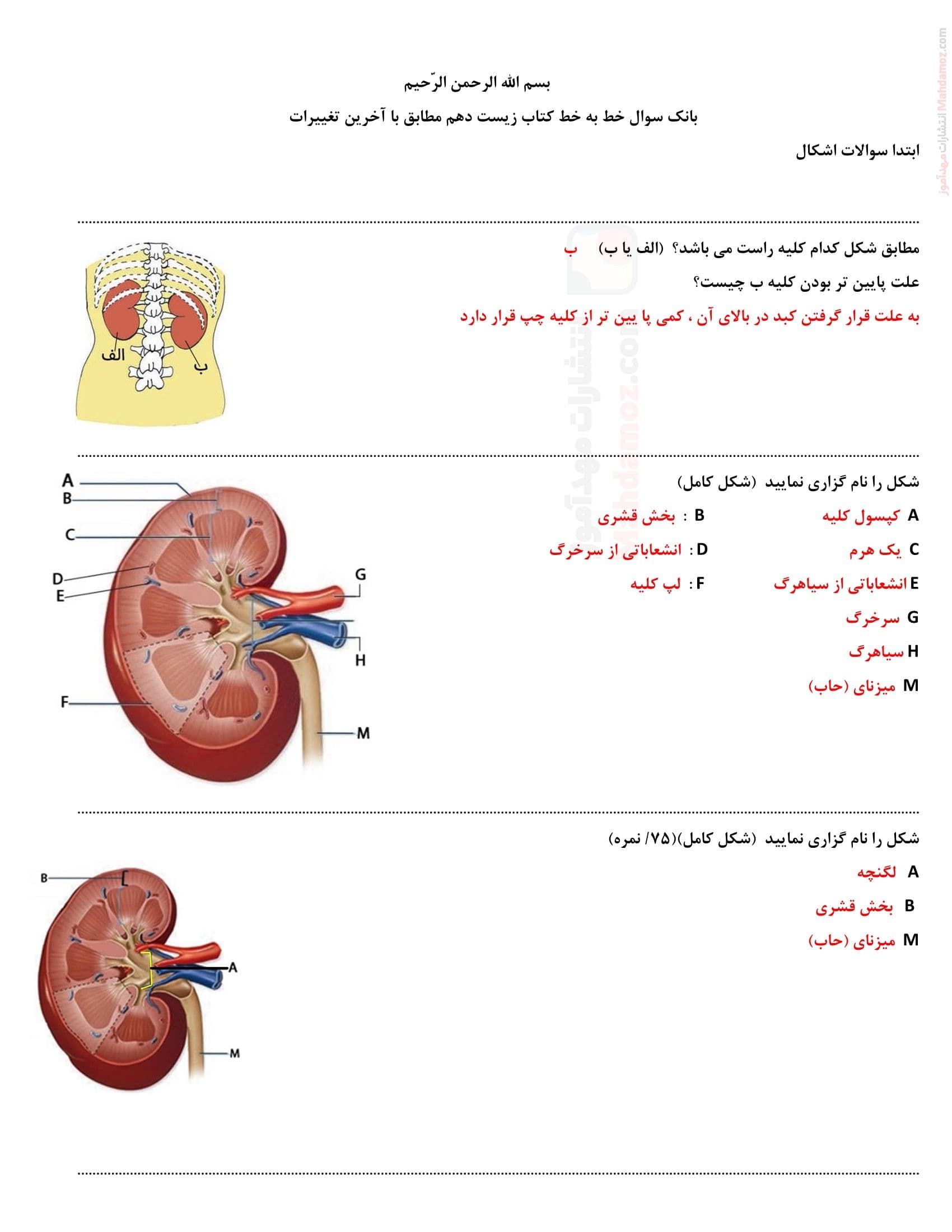 پاسخ فعالیت سوالات تمرینی فصل پنج زیست ویژه پایه دهم تجربی