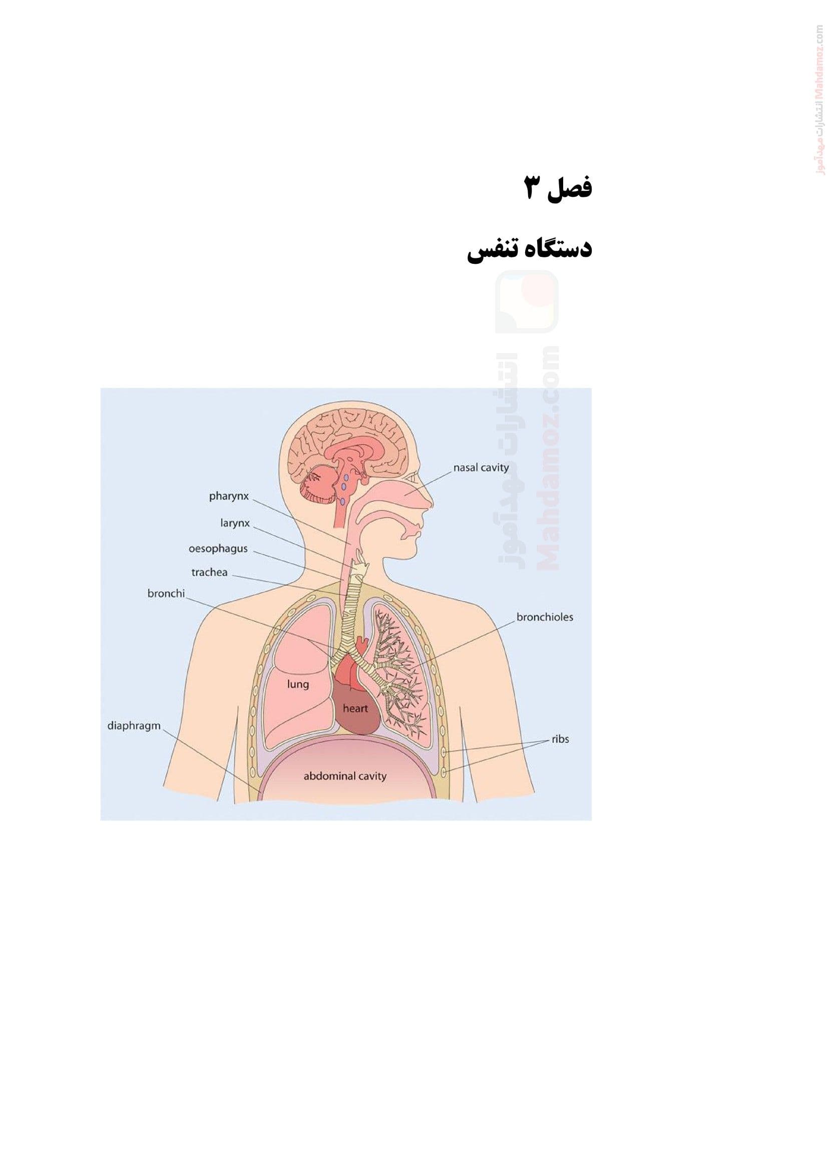 جزوه کامل فصل سوم دستگاه تنفس زیست شناسی دهم