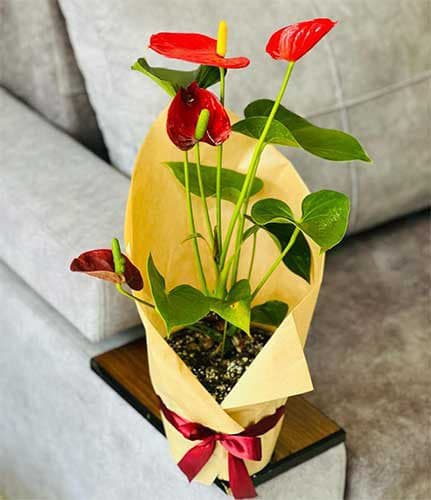گیاه گلدار هدیه آنتوریم931