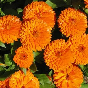 بذر گل همیشه بهار گلدرشت نارنجی