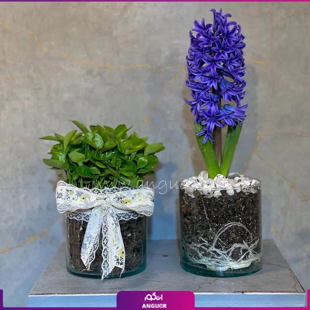 گل سنبل و سبزه با گلدان شیشه ای