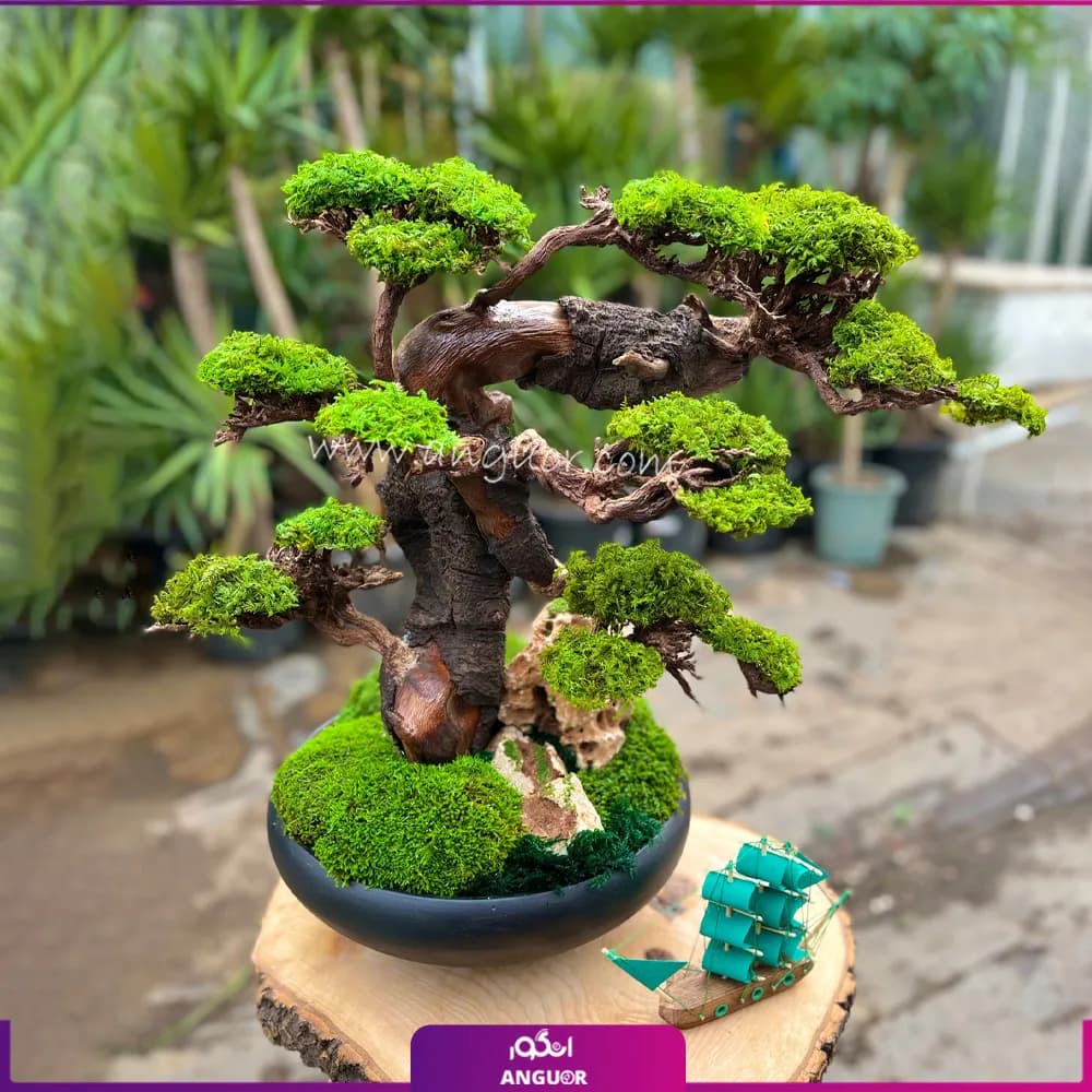 درختچه طبیعی کهن ژاپن (سایز بزرگ)