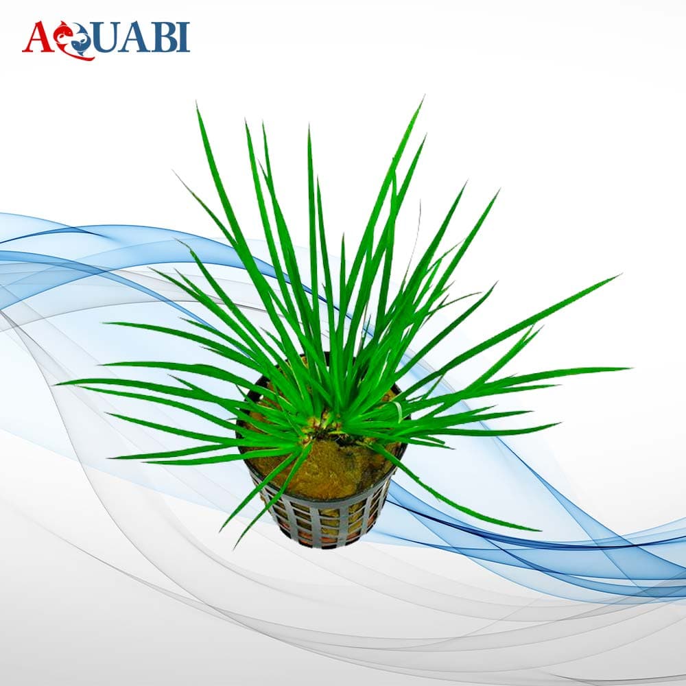 گیـاه آکوروس پسیلوس