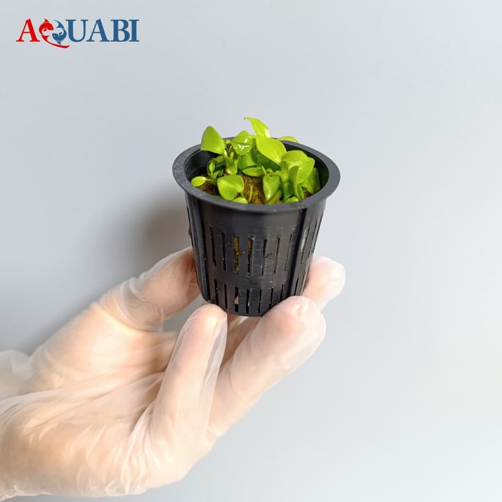 گیـاه آکواریوم آنوبیاس نانا