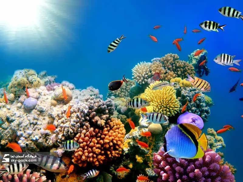آسمان مجازی طرح صخره های مرجانی