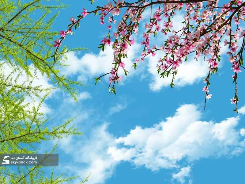 آسمان مجازی طرح درخت بهار با شکوفه های هلو — تصویر ۲