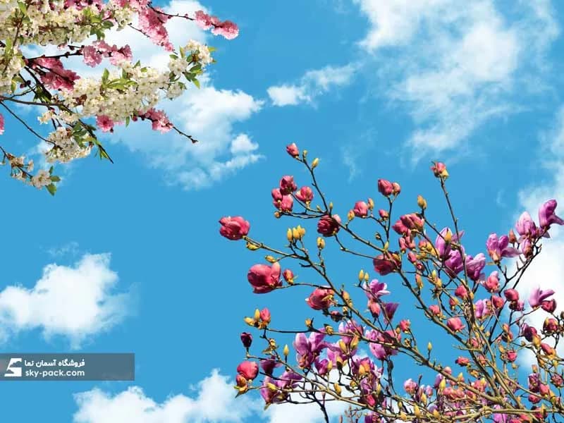 آسمان مجازی طرح شکوفه گیلاس چینی — تصویر ۲