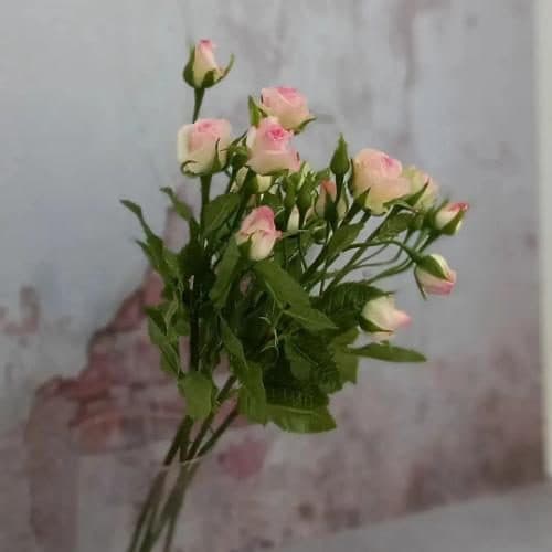 دسته گل رز مینیاتوری 5758