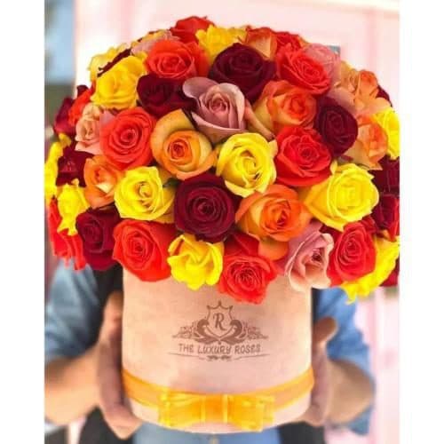 گل رز نارنجی 5739