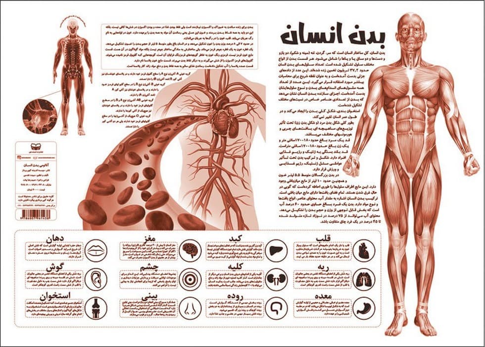 پوستر کالبد شناسی آناتومی بدن انسان 50*70 (گلاسه،باجعبه) — تصویر ۲