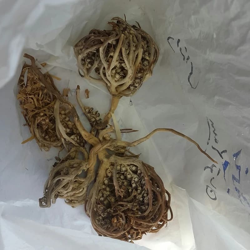 پنجه مریم یا کف مریم 38 گرم — تصویر ۳