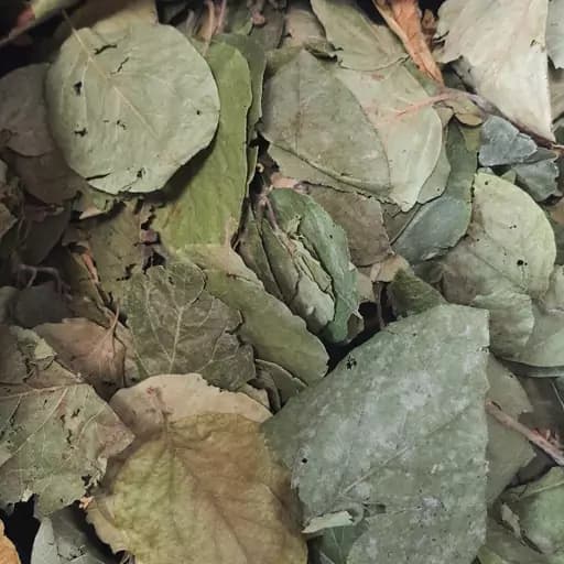 برگ به 50 گرم