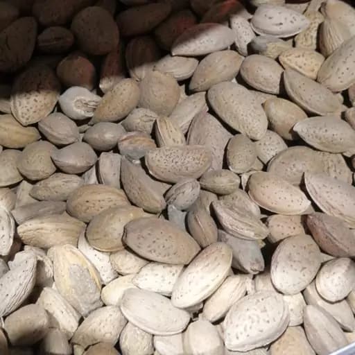 بادام تلخ 75 گرم