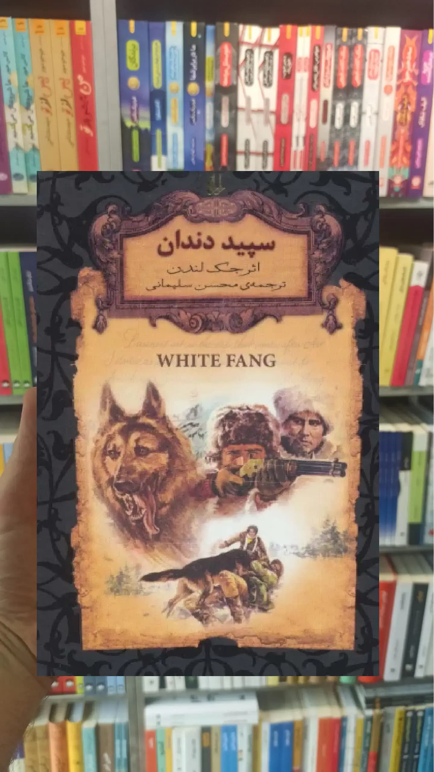 سپید دندان لب طلایی افق