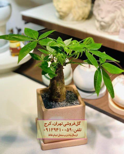 درخت پول برای فضای پذیرایی خانه