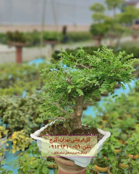 بونسای برای دکوراسیون آشپزخانه