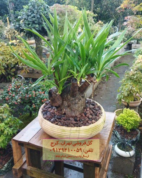 فروش بونسای برای تزئین محل کار خانگی