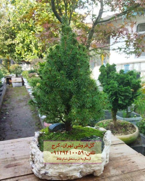 بونسای برای دیزاین محیط‌های رسمی