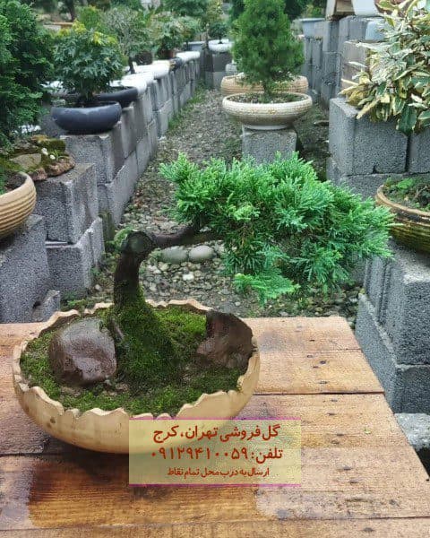 بونسای برای تزئین راهروها و ورودی‌ها