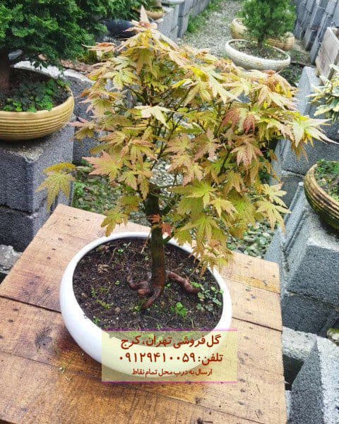 بونسای به عنوان گیاه زینتی برای خانه