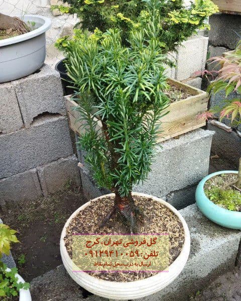 بونسای مناسب برای دیزاین فضای ورودی ساختمان