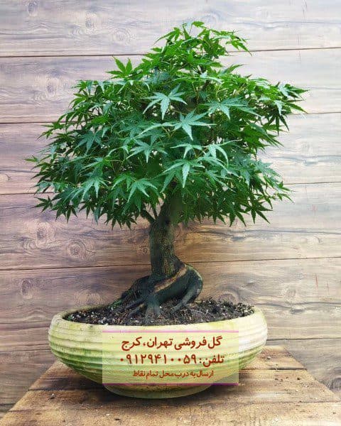 بونسای مناسب برای دیزاین مطب دندان‌پزشک