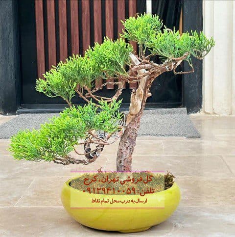 بونسای مناسب برای دیزاین فضاهای آموزشی