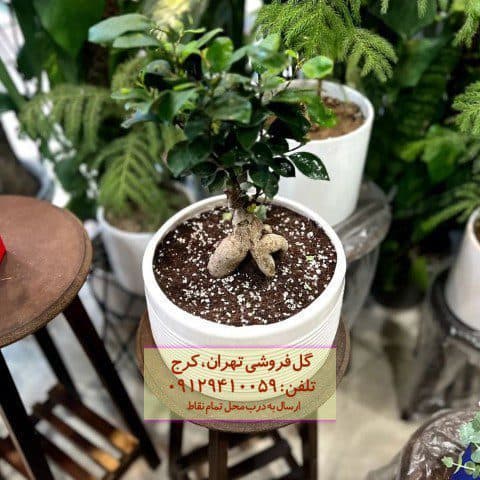 بونسای برای زیباسازی فضای کاری